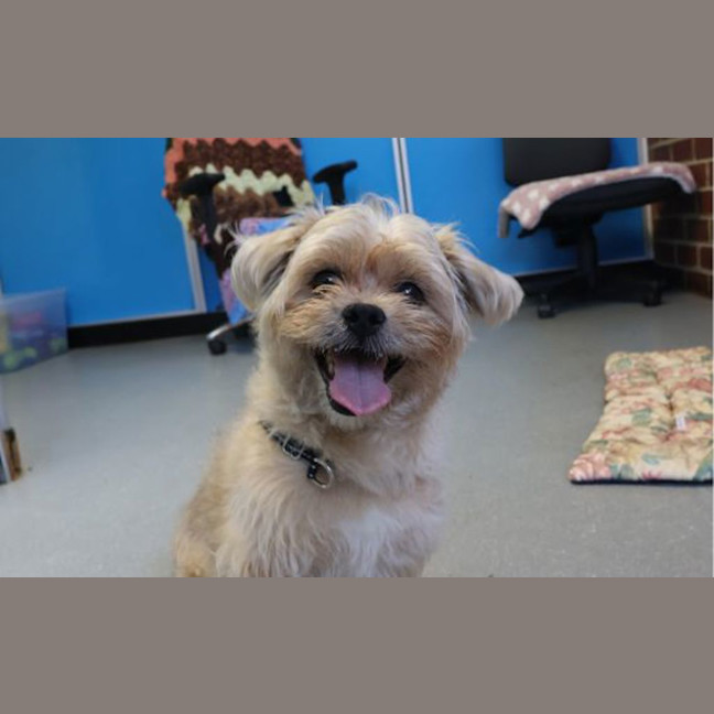 Photo of Simba