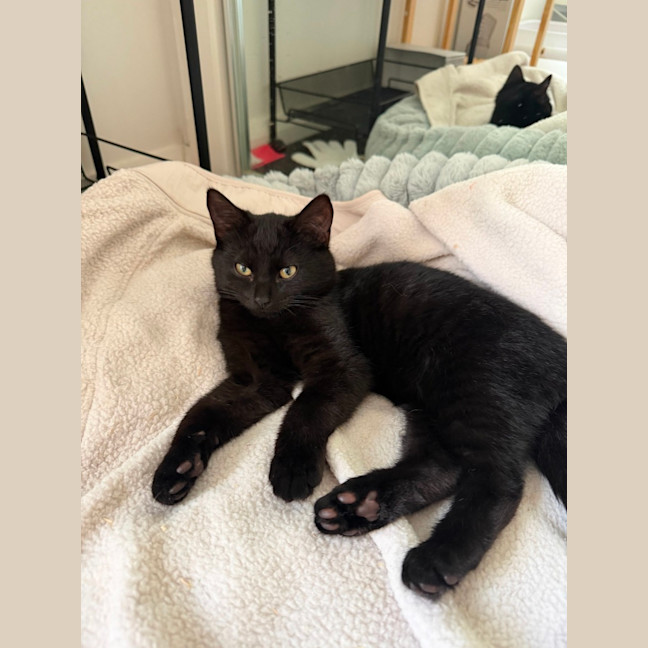 Photo of Cosmo