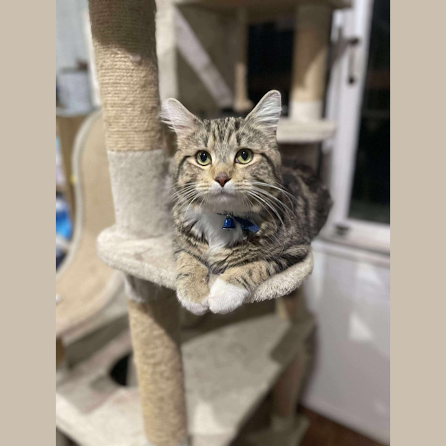 Photo of Loki