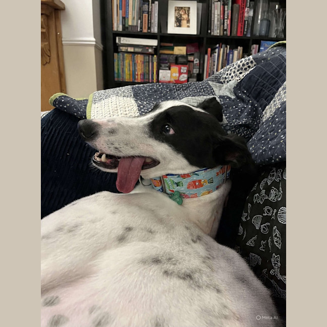 Photo of  Brian The Greyhound 