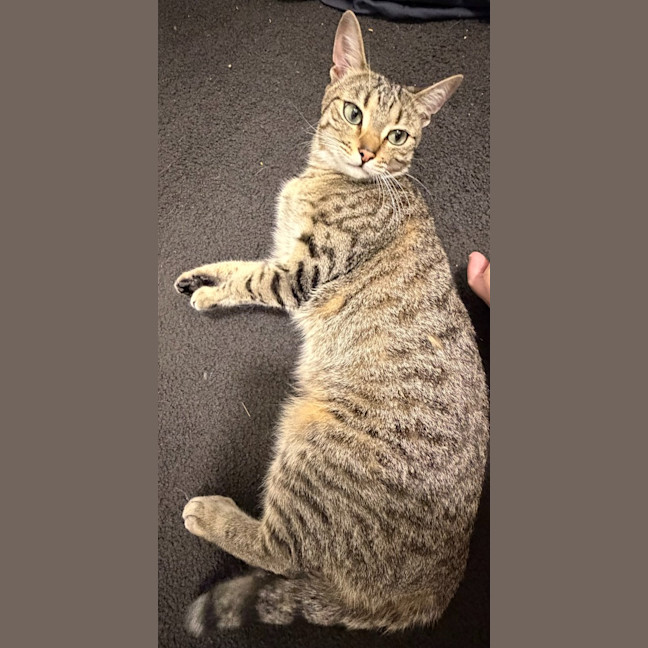 Photo of Astro