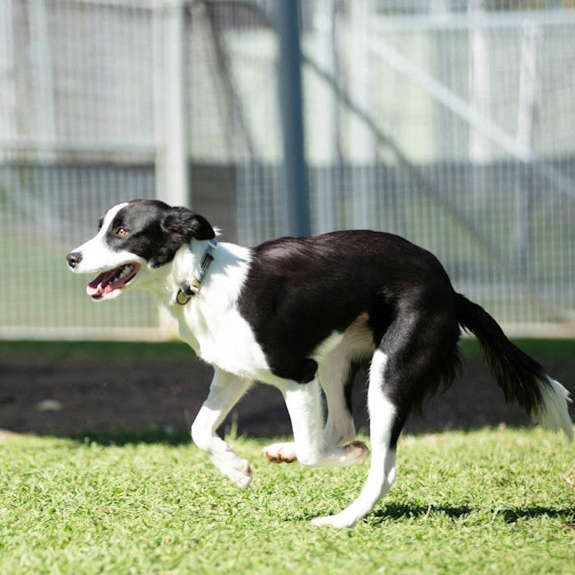 Photo of Petal