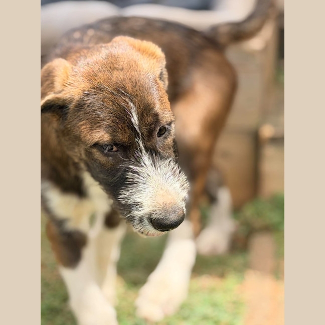Photo of Odin