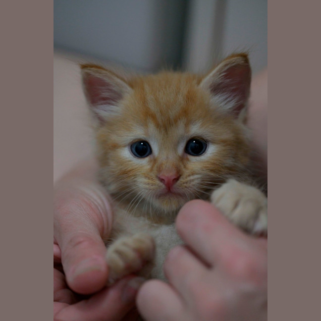 Photo of 😺 Garfield 😺