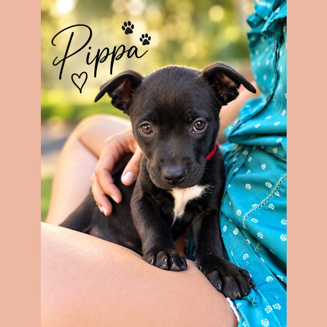 Photo of Pippa