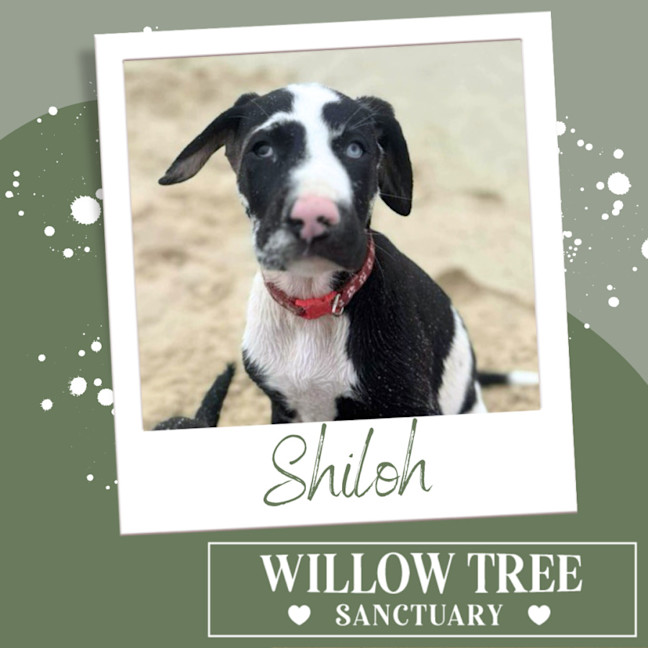 Photo of Shiloh