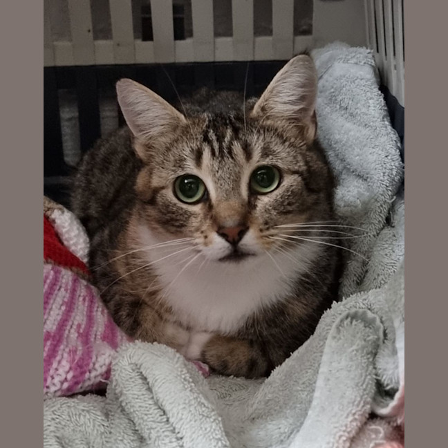 Photo of Dahlia