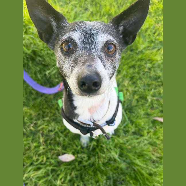 Photo of Rex