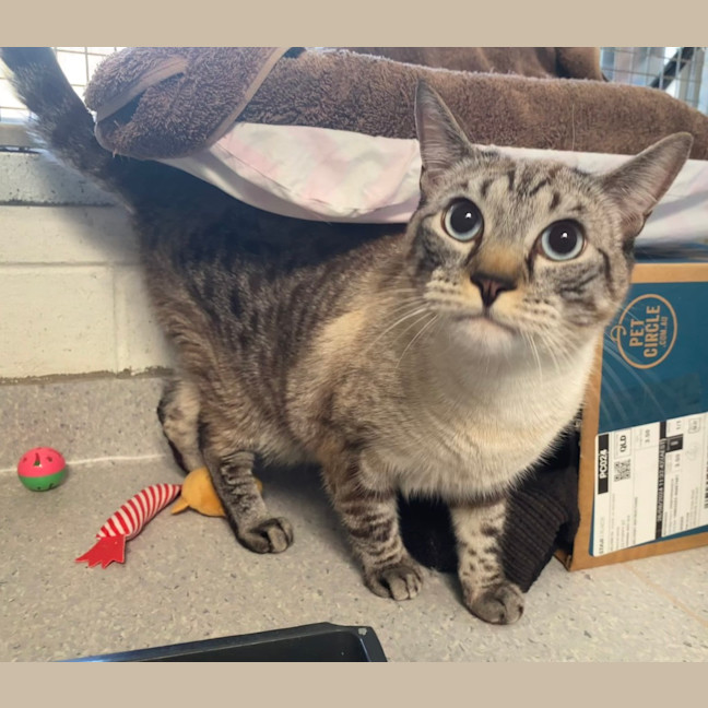 Photo of Kovu