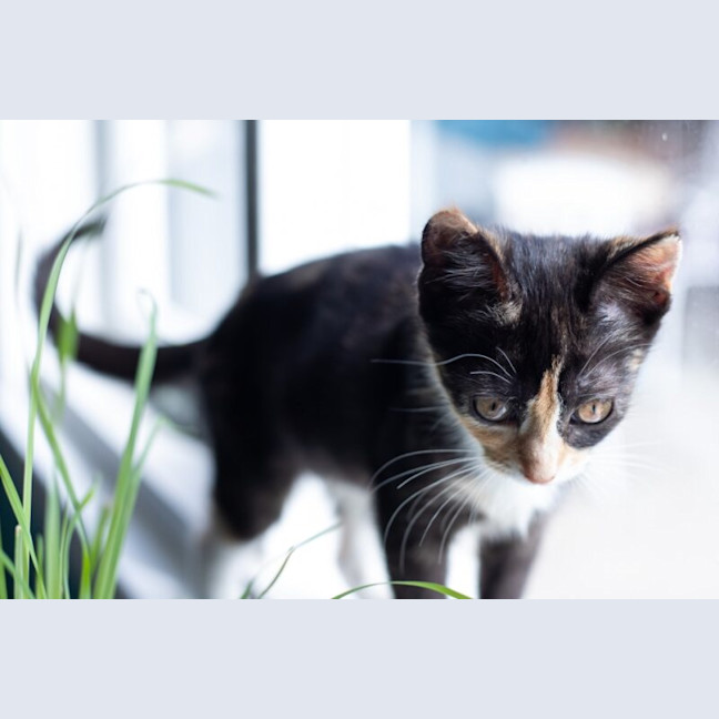 Photo of Honey