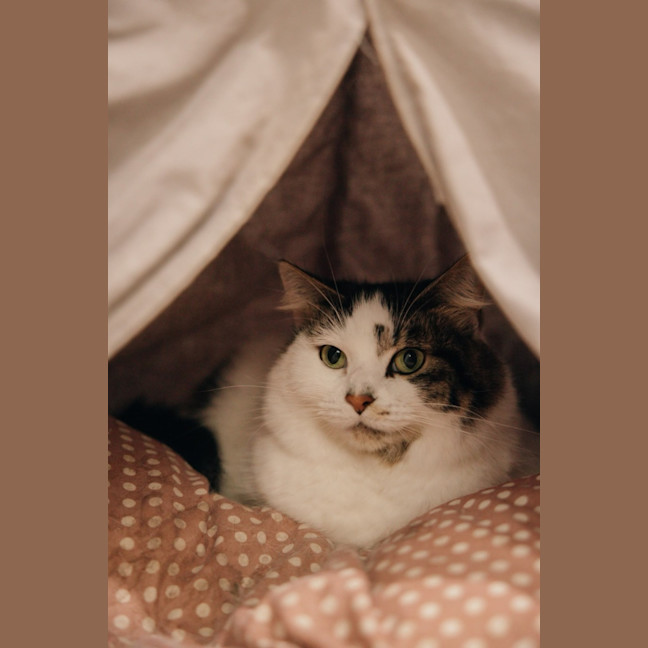 Photo of Luna