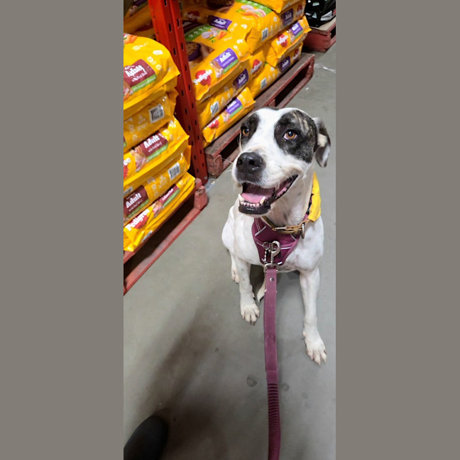 Photo of Rosie