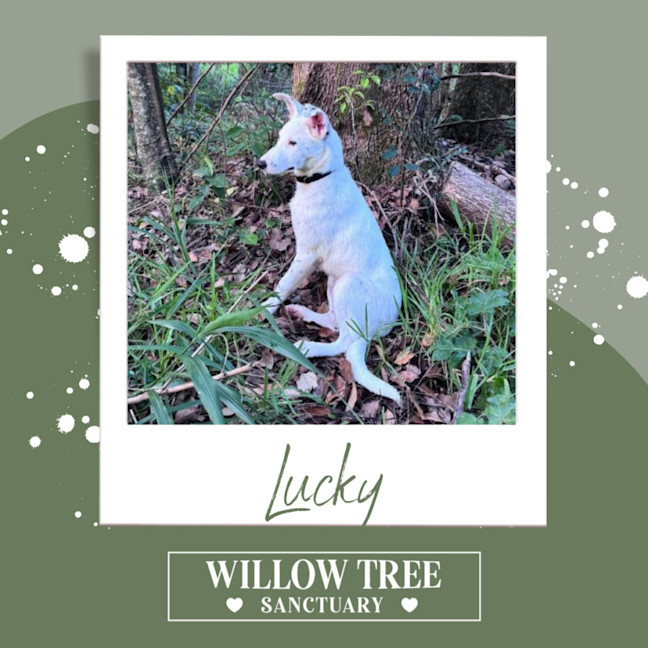Photo of Lucky