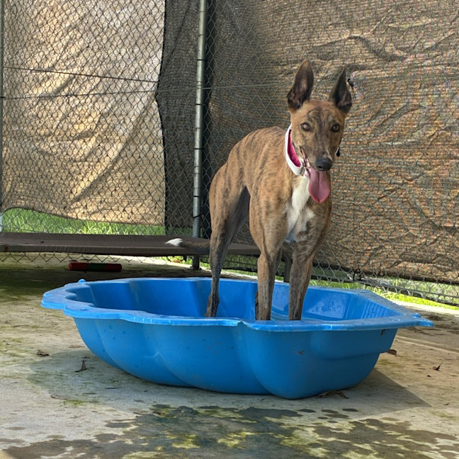 Photo of Beanie The Greyhound