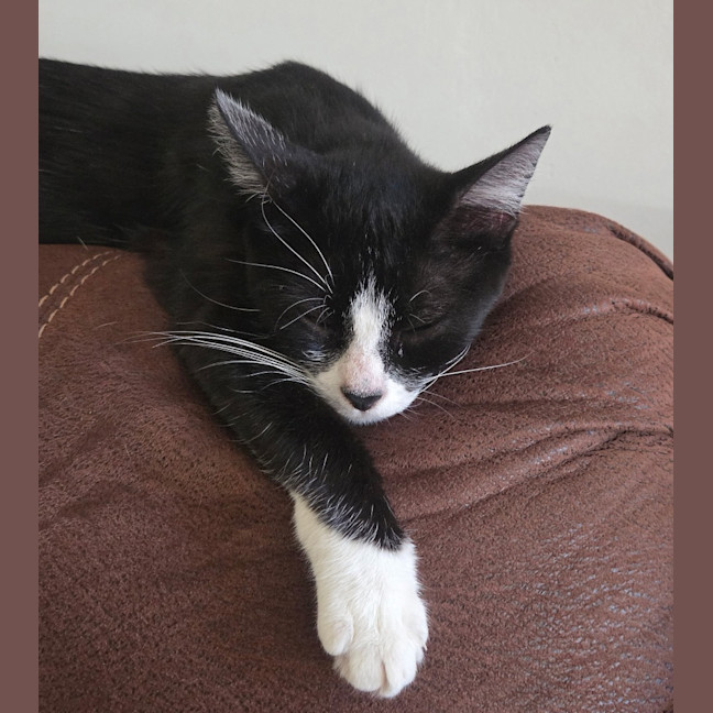 Photo of Mittens