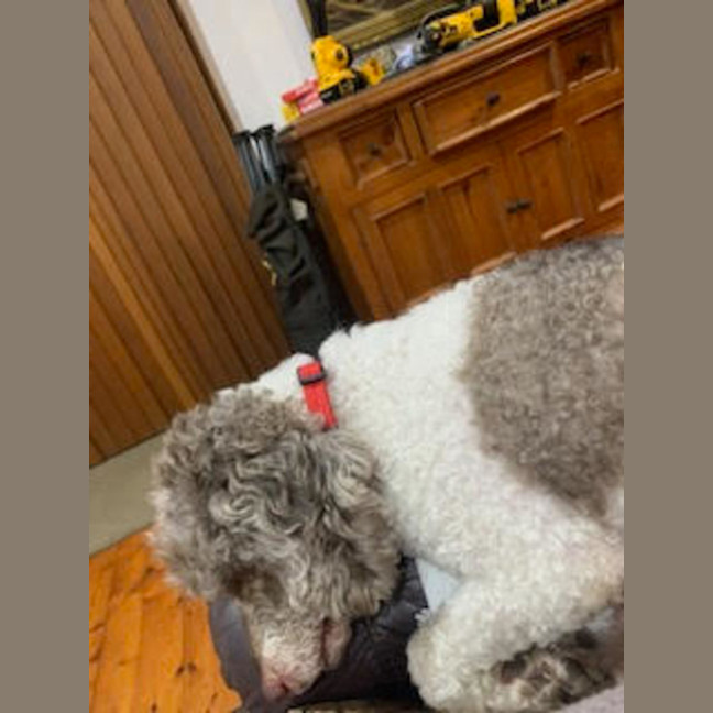 Photo of Trip   6 Year Old Miniature Poodle