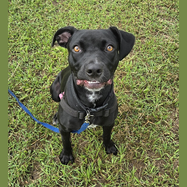 Photo of Indy