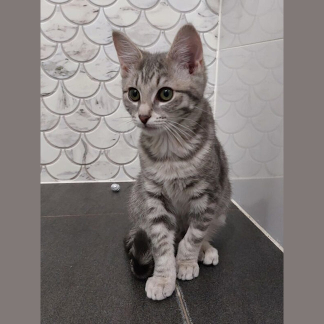 Photo of Zara And Zulu