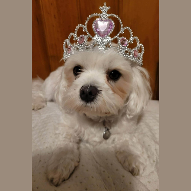 Photo of Daisy