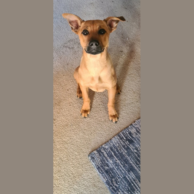 Photo of Tilly (Tandi)