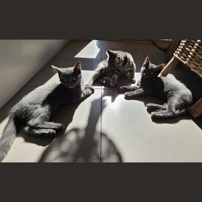 Photo of Mudgee Meet Me@Petstock Keysborough