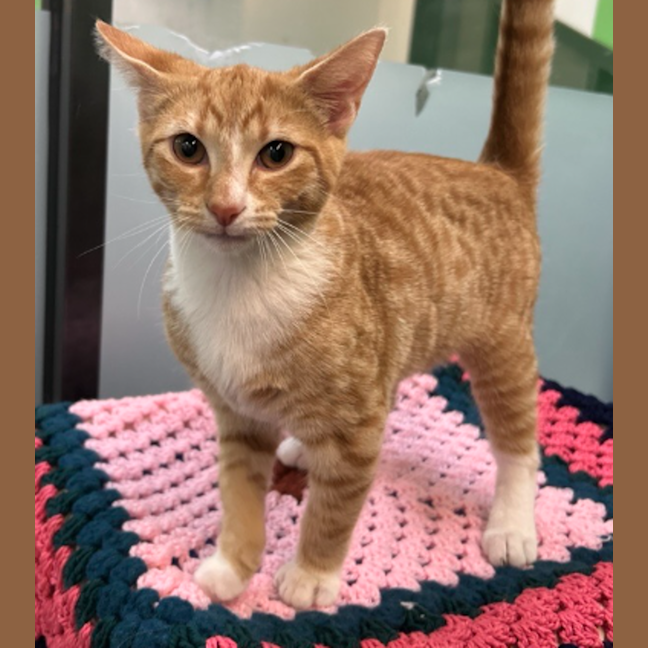 Photo of Mango
