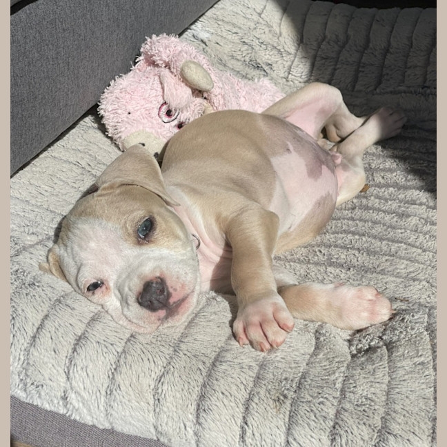 Photo of Andy   7 Week Old Staffy X (Trial)