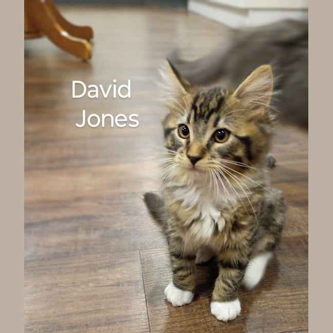 Photo of David Jones