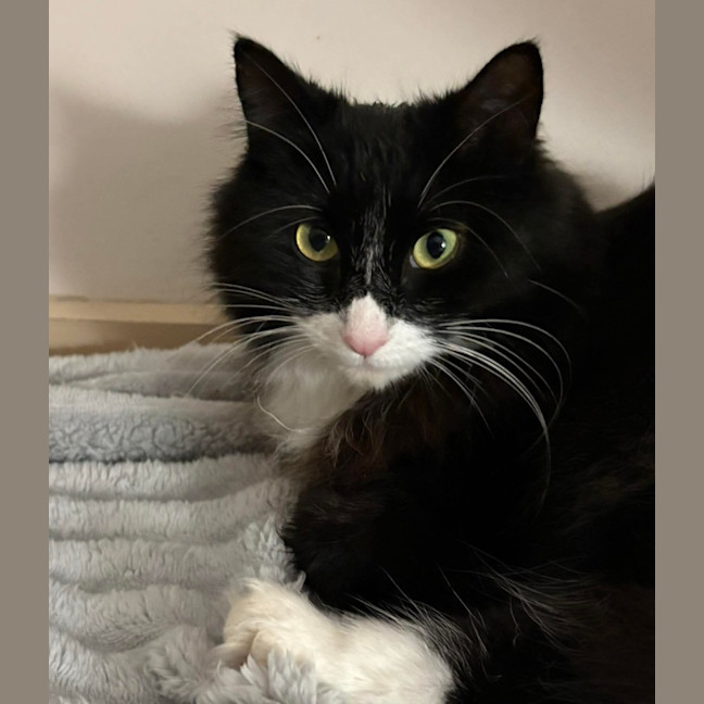 Photo of Inky