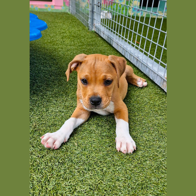 Photo of D1093 Finlay