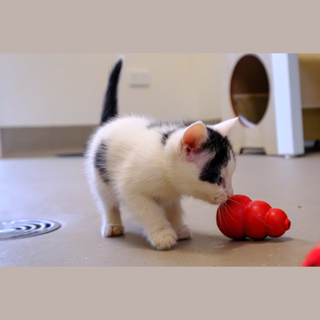 Photo of C1444 Spotty