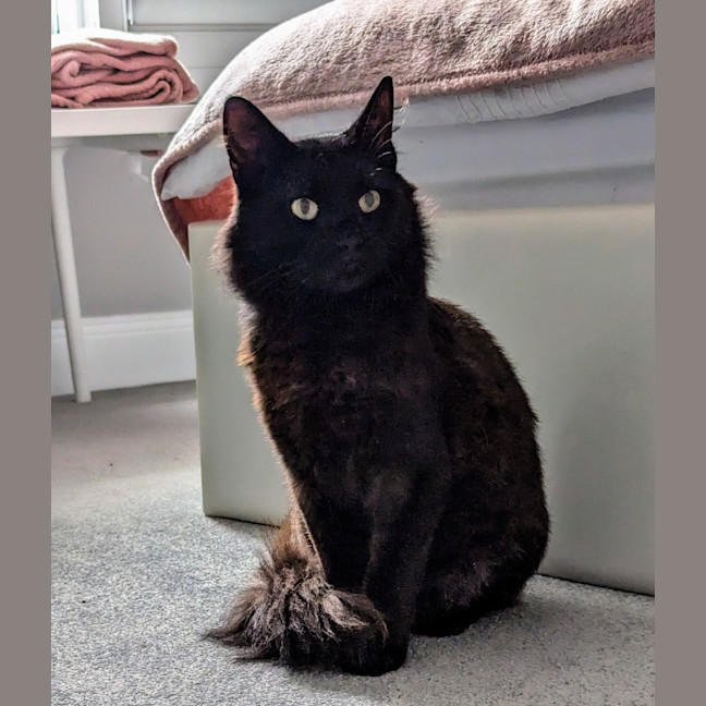 Photo of Ronnie ** Mr Snuggles**