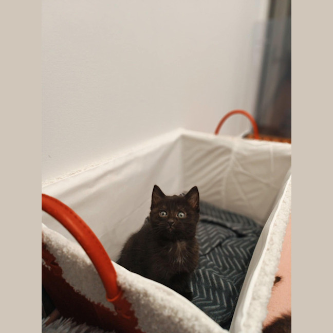 Photo of Penny