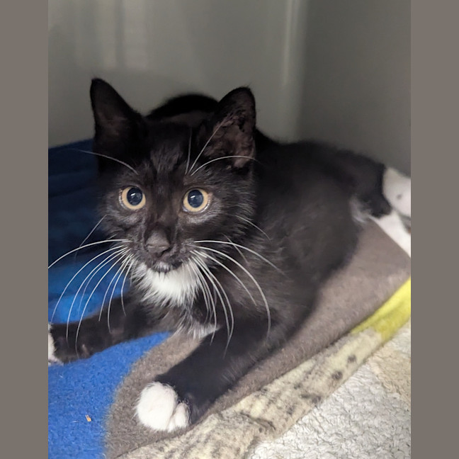 Photo of Otis