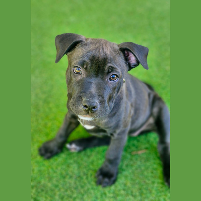 Photo of D1102 Harper