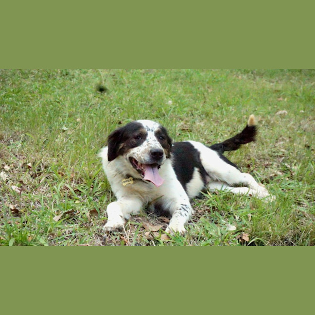 Photo of Otis