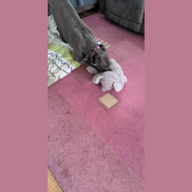 Photo of Romeo, The Greyhound