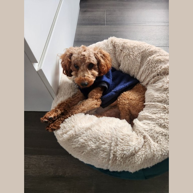 Photo of Biscoff   1 Year Old Poodle X