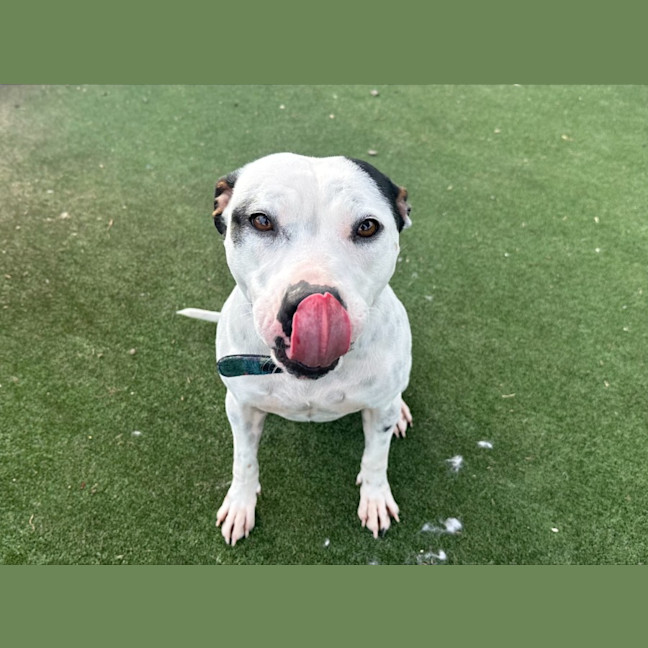 Photo of Chook Imp 1430