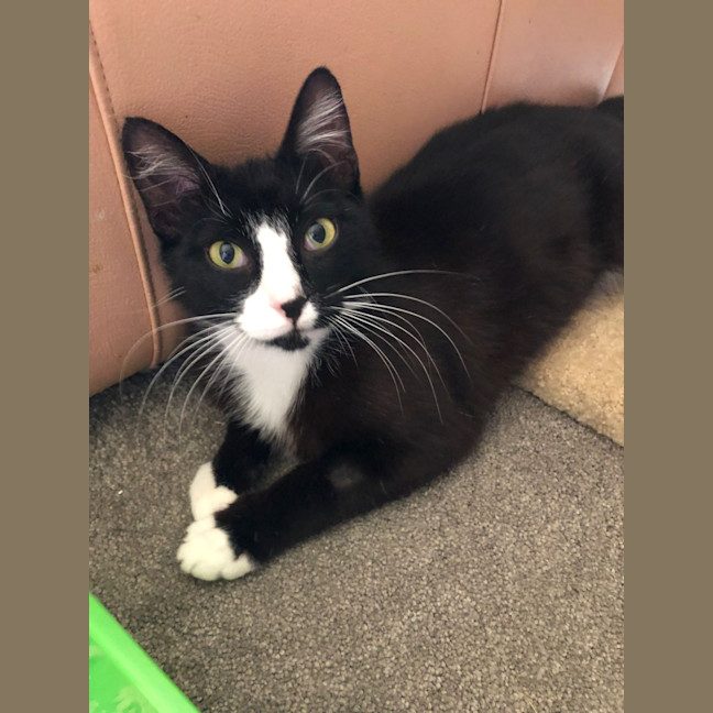 Photo of Sylvester