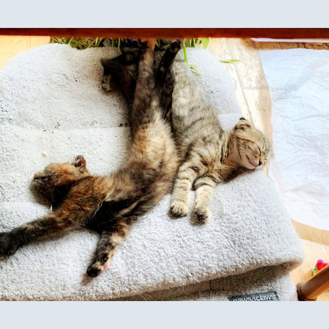 Photo of 🍹Julep & Gimlet🍹