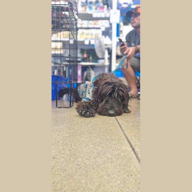 Photo of Pippin