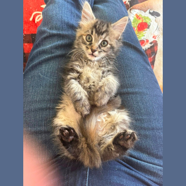 Photo of Irena**2nd Chance Cat Rescue**