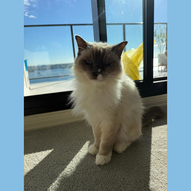 Photo of Star