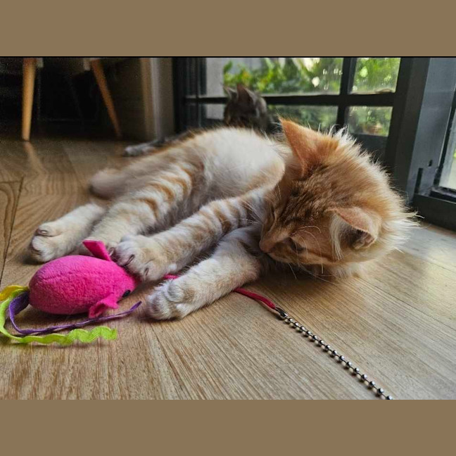 Photo of Ging