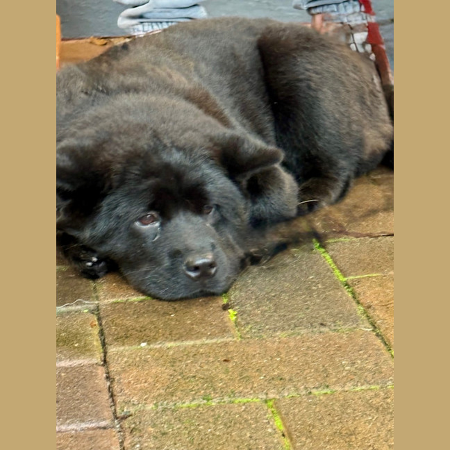 Photo of Suki   6 Month Old Chow Chow