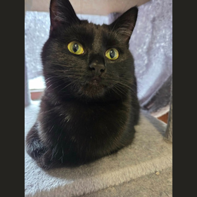 Photo of Apollo