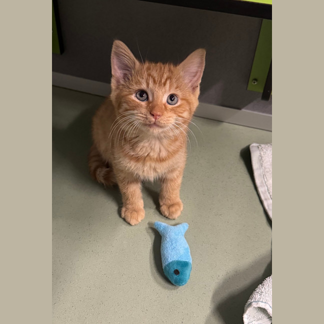 Photo of Mr. Snuggles