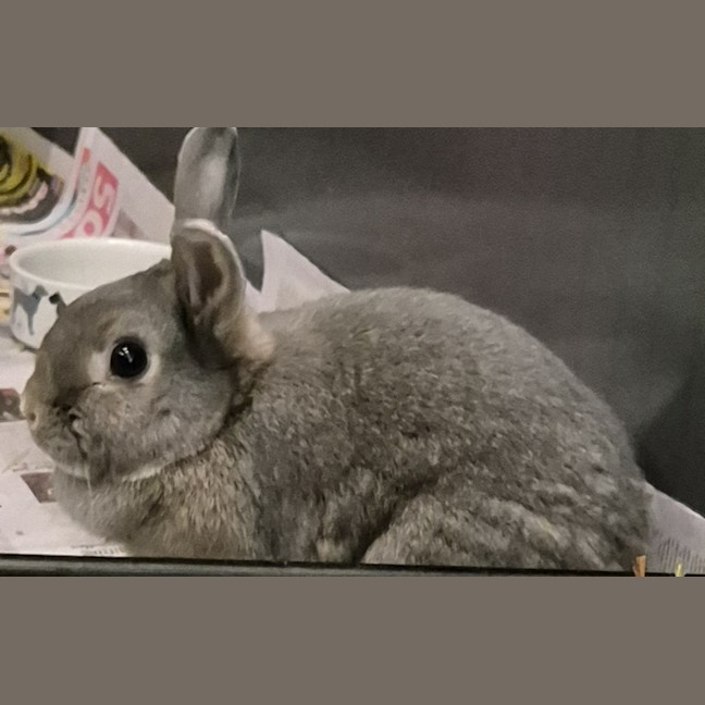 Photo of Casper (Bonded With Ghost)