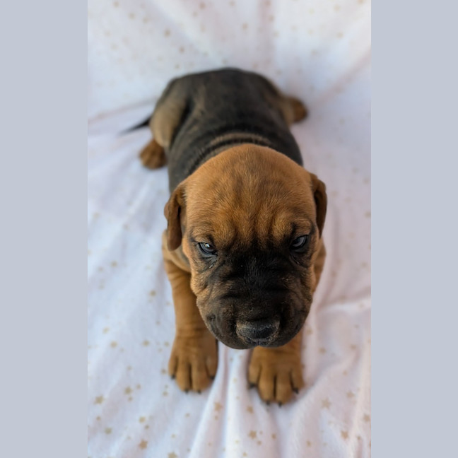 Photo of Banjo